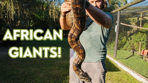 Monster Pythons! Africa's Largest Snakes – Almost Too Big to Handle (Full Episode)
