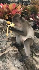 Me trying to eat healthy… meanwhile he’s living the dream 😂🐒 | Amazing Life
