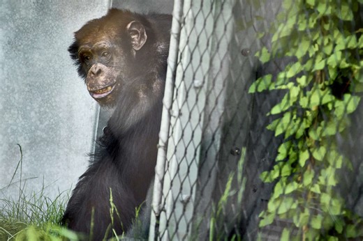 Woman Whose Face Was Ripped Off By Chimp 16 Years Ago Shares Update