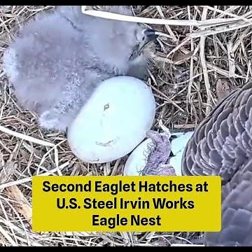 Second Eaglet Hatches at U.S. Steel Irvin Works Eagle Nest