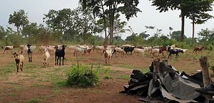 1.9K views · 90 reactions | Goats going back at 4pm The 2 intervals that helps goats soo much in feed conversion when goats go at 10 let them take water feed then come back at 2 relax chew cud for 2 hours then go back for 2 hours to harvest what to chew at nit it increases their conversion +256773343283 | Ham Animals Breeding Farm | Facebook