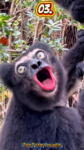 Top 10 Weirdest Animal Sounds You Won’t Believe Exist 😲🔊 #shorts #trending #top10