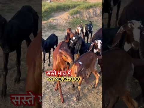 Cheap Rate Male Female Goats #goats