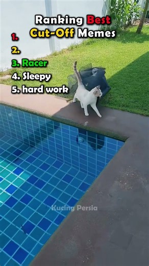 Ranking The Best Cut-Off Memes (Animal Editions)