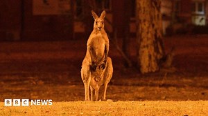 Australia's fires 'killed or harmed three billion animals'