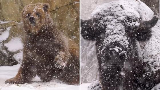 Powdered donuts or animals at the zoo? Watch a brown bear and a bison adorably play in the snow at Brookfield Zoo Chicago in Illinois