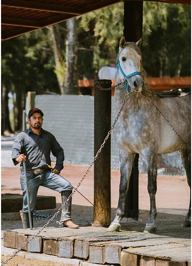 Entrenamiento de Caballos para Bailar: Guía Completa