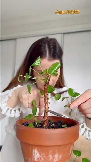 How to propagate a Pilea plant! Did you know you can root a Pilea Peperomioides plant? #hydroplant
