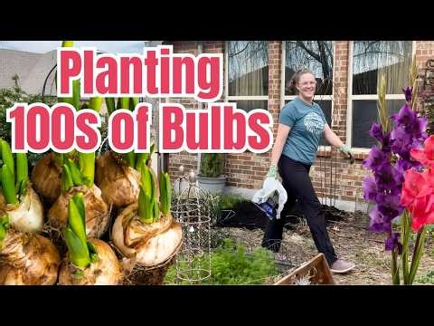 🌸 Planting HUNDREDS of Summer Bulbs | Gladiolus & Lilies Going In
