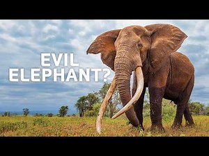 The Hidden Conflict Between Elephants and People