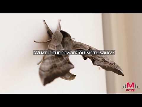 WHAT IS THE POWDER ON MOTH WINGS ?