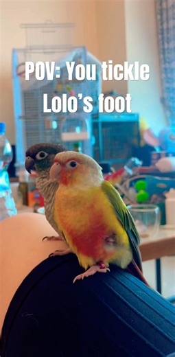 Meet Lolo, our pineapple conure 🍍🦜… and yes, he’s ticklish! #pineappleconure #petbirds #funnypets