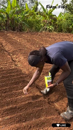 Semis des graines d'oignons 🧅🧅🧅 | AgriCenter Express