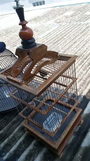 pemberian EF kroto pada burung #kicaumania #burung #burungkicaudialamliar #kicaumanianusantara