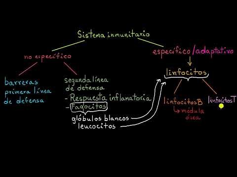Types of immune response: Innate and adaptive, humoral vs. cellular | Khan Academy