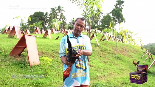 Starting a Conditioning Program for Gamefowl Breeders