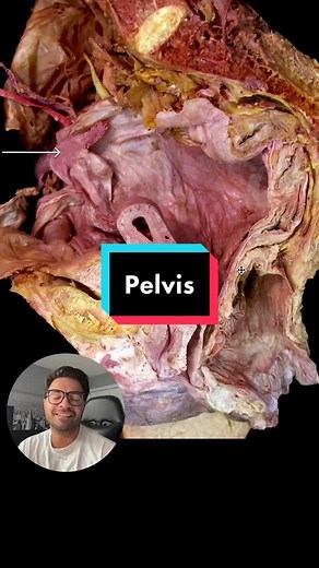 Can you identify the structure? Save this video for studying later🤓 #Med #medicine #MedStudent #MedSchool #WhiteCoat #PA #PhysicianAssistant #PhysicianAssociate #PT#PTStudent #Physiotherapist #PhysicalTherapy #Dental #DentalStudent #DentalSchool #MS1 #PAS1 #D1 #DO #MD #ND #osteopathicmedicine