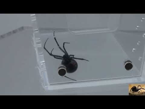 Large Black Widow Spider Hours After Moving into Her New Coffin Habitat