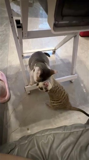 Meerkat hugs cat under table in Zhejiang, China