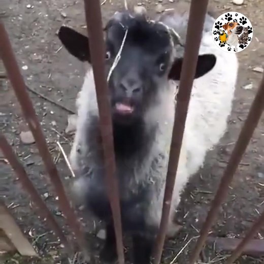 Funny Goat Compilation | Hilarious Goat Videos