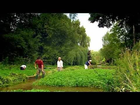 Grow your own Watercress