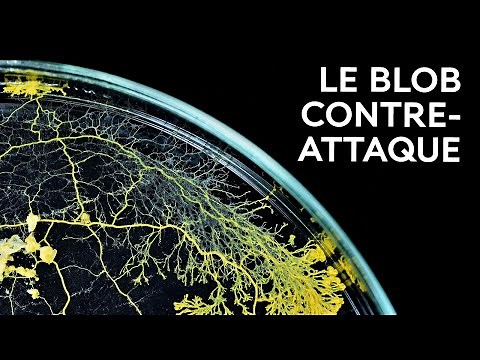 Le blob, un visiteur venu d'ailleurs ? - La science expliquée aux 8-12 ans