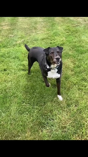 Frisco would do great in the NFL #rock102 #danwilliams #classicrock #radio #dog #fetch #nfl | Rock 102 | Facebook