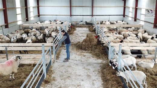 9.2K views · 30 reactions | Take a walk through this newly completed 5-bay sheep shed, finished in 2024. Designed for efficiency, it’s fitted with walk-throughs and a small access gate from each pen, making handling, access, and management simple and stress-free. #sheepfarming #FarmEfficiency #ukfarming #farmbuilding #sheepfarmer #sheep | O'Donovan Engineering | Facebook