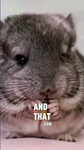 Chinchilla 🐭 | World’s Softest Animal