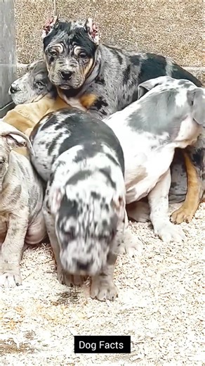#dog #facts #history #shorts #viral