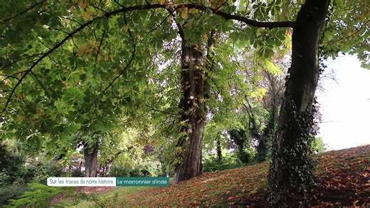 Hop'la, sur les traces de notre histoire : Le marronnier d’Inde. Rapporté de Constantinople par un botaniste au 15ème siècle, le marronnier est le meilleur ami des enfants qui aiment jouer à la marelle. | Mosaïk Cristal