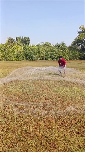 🔥Open ground unique style net fishing🐟 #fishing #shorts