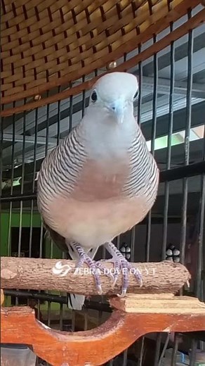 Zebra Dove call Bird sounds for relaxations 03 #birds #birdsounds #birdsoundscape #birdsong #animals