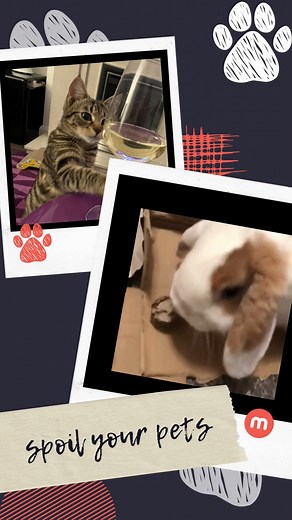 1.3K views | Woof, meow, tweet, squeak!  Love, treat & spoil your pet this National Pet Month with some great products for affordable prices at the Merrion Centre. #NationalPetMonth | Merrion Centre | Facebook