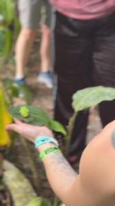 2.6K views | Red eyed tree frog in Costa Rica #treefrog #redeyedtreefrog #costarica #wildlife | Nature Daddy | Facebook