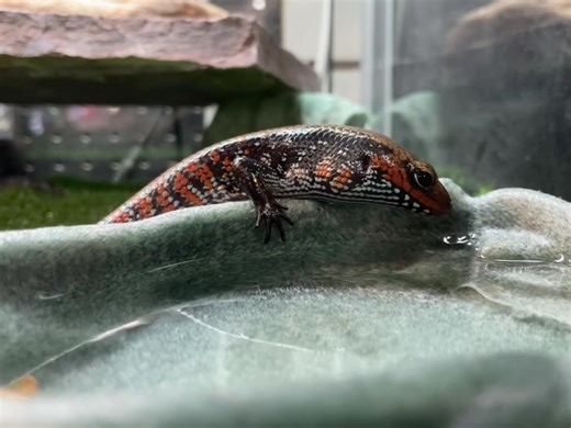 These Fire Skinks look like Pokémon! They are super gentle and look awesome! | Pams Pets & Fish