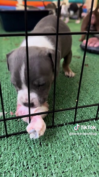 Feeding Your Puppy Raw Food: When to Start & How to Do It