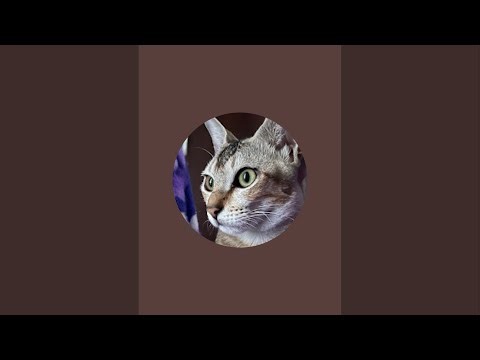 Kitty family is live