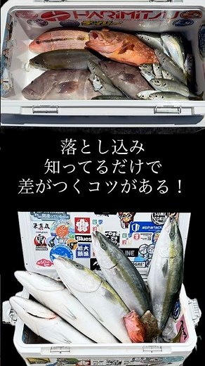 落とし込み、知ってるだけで差がつくコツ！ #釣り #釣り初心者 #落とし込み #落とし込み釣り