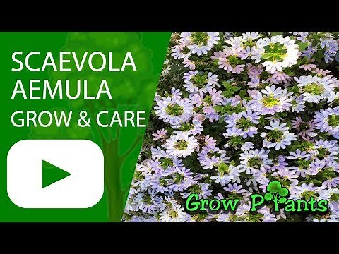 Scaevola aemula - grow and care (Fairy fan flower )