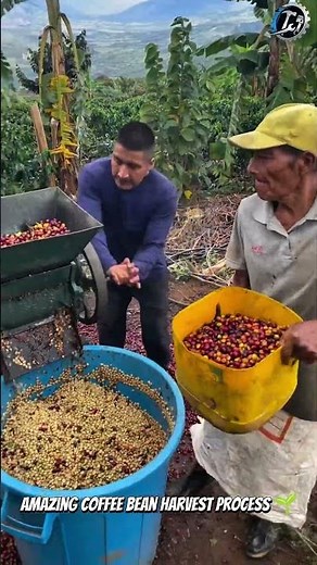 Fresh Coffee Cherry Processing Machine ☕ #Coffee #Farming #Shorts
