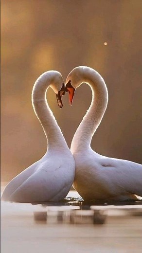 Swans Courtship Rituals