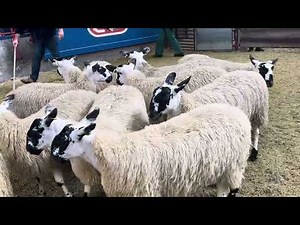 Longtown prize winners through the ring .