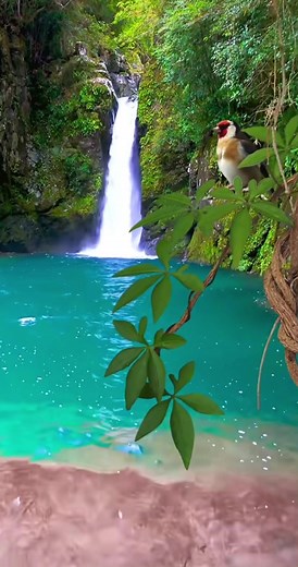 Peaceful Waterfall Sounds with Birds Singing for Stress Relief