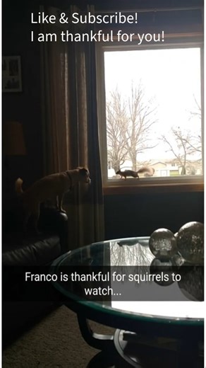 1 Week Until Thanksgiving! My Chihuahua Is Thankful for Squirrel Watching 🐿️🦃 #shorts
