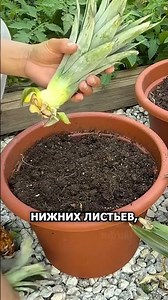 Смотри лайфхак, как легко вырастить ананас в горшке #огород #рассада #ананас #сад #горшок