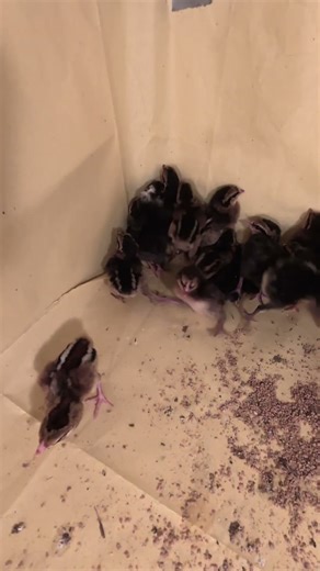 new hatch Darag Native Chicken