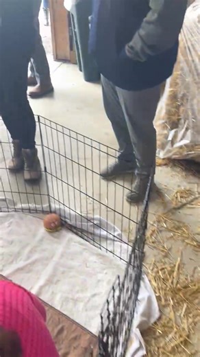 We had a great time at Akron Acres Pooches In The Patch today. Don't forget we will be out there again tomorrow from 12-2pm. | 7 Hearts Maternity Rescue