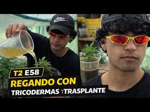 REGANDO CON TRICODERMAS Y TRASPLANTE / T2 E58 - Derek Farming