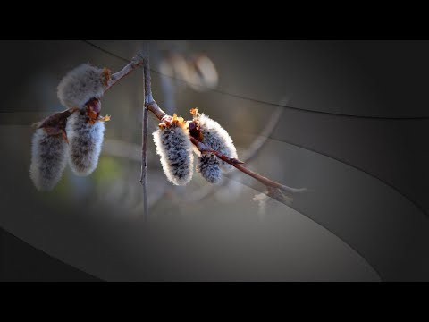 Creating Slant Transitions In Pro Show Producer 9